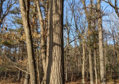 American Chestnut Trees Standing 11