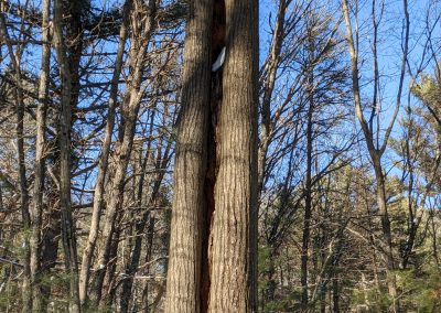 American Chestnut Trees Standing 12