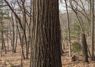 American Chestnut Trees Standing 2